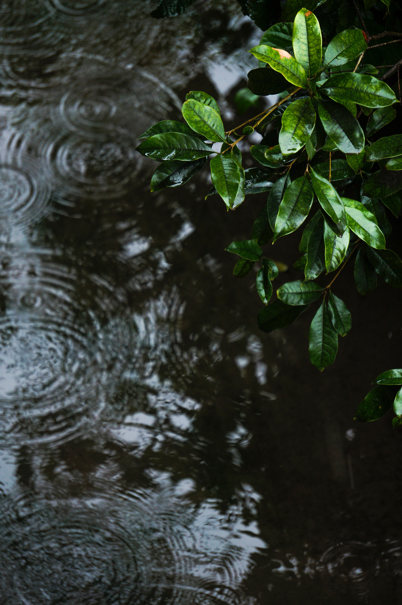 涟漪的水花,在这阴天里,滴答的绽放.