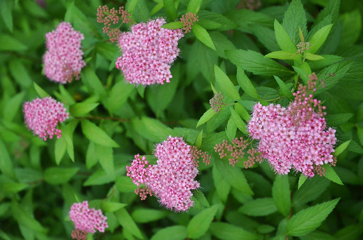 粉花绣线菊花朵小而繁多密被短绒毛聚集在一起如一把毛茸茸的球伞所以
