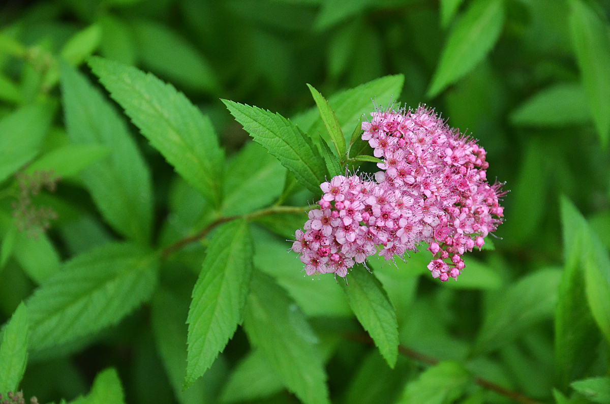 粉花绣线菊花朵小而繁多密被短绒毛聚集在一起如一把毛茸茸的球伞所以