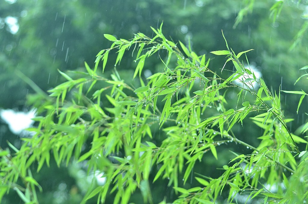 雨淋淋