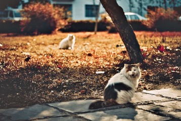 猫4