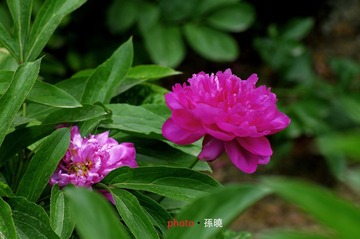 看绿肥红瘦