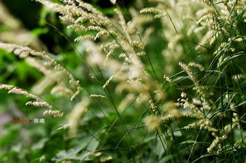 夏草