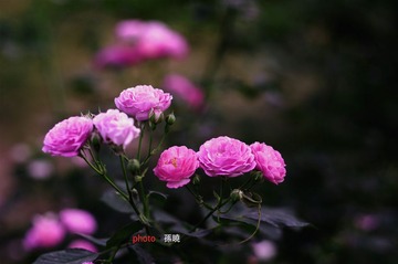 小月季