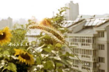 承德我家_夏草