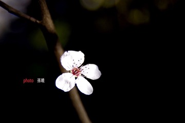 小白2