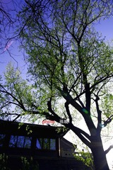 一树碧色，一树春
