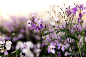 紫花