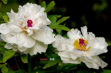 白牡丹-双花并蒂