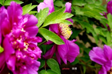 牡丹-双紫