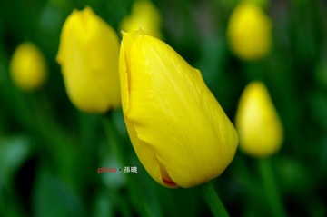 郁金香-黄