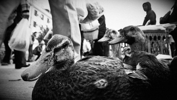 IMG_1910a.jpg