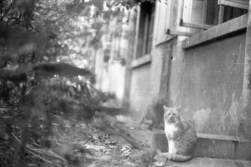 黄猫