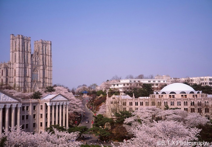 首尔樱花祭 - 韩国, 首尔, 街拍, 风光, 胶片, 富士
