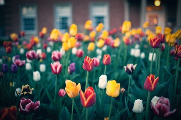 Tulips of the Rainbow