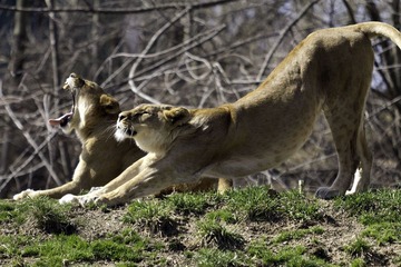 "Double Lion"