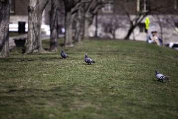 Pigeons in Schenley Square