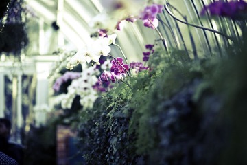Orchid