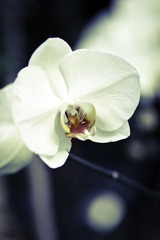 Orchid