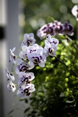 Orchid
