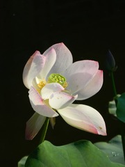 如歌