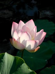 如月