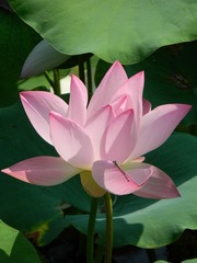温柔的
