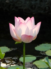 禅意