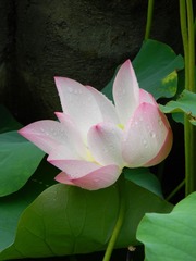 荷清清雨轻轻