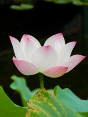 花开见佛