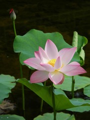 画荷点蜻蜓