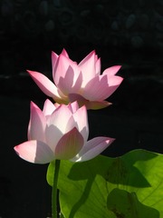 莲莲说