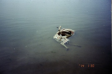 india-313