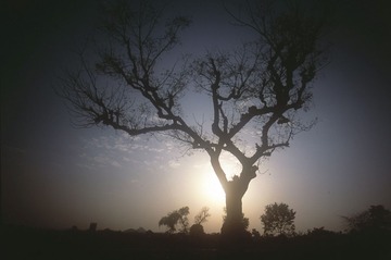 india-409