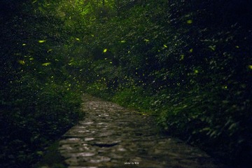 萤火虫_