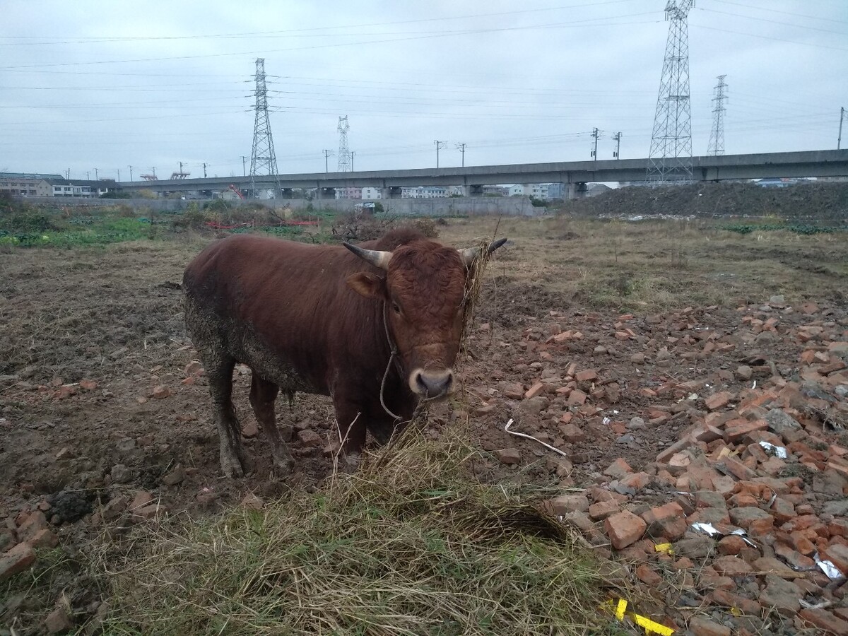 放养黄牛养殖技术,牛的品种是当地土黄牛