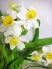 水仙花开