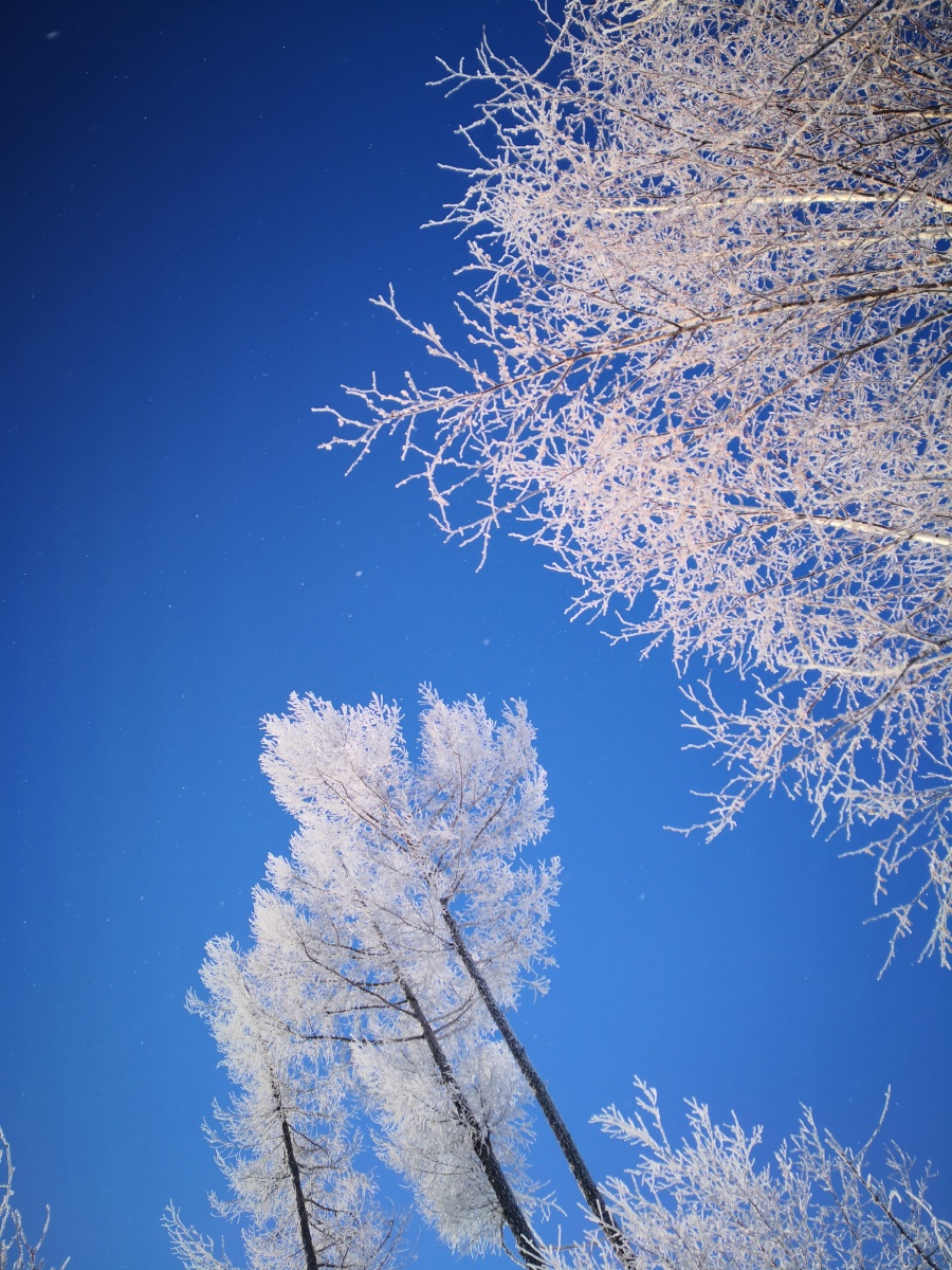 手机习作片阿尔山雾凇岭