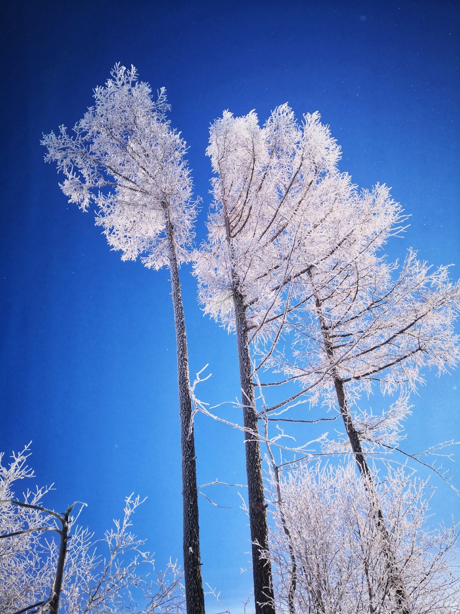 手机习作片阿尔山雾凇岭