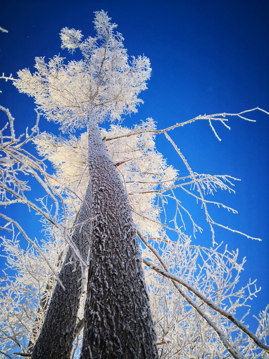 手机习作片阿尔山雾凇岭