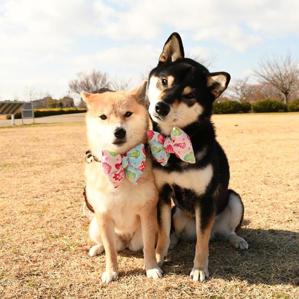 秋田犬的恋爱故事