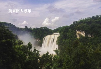 黄果树