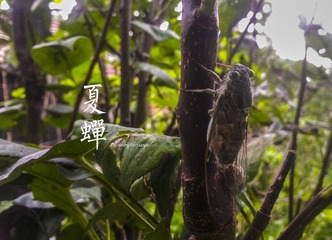 蝉