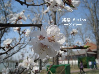 梅花