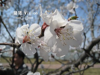 春梅