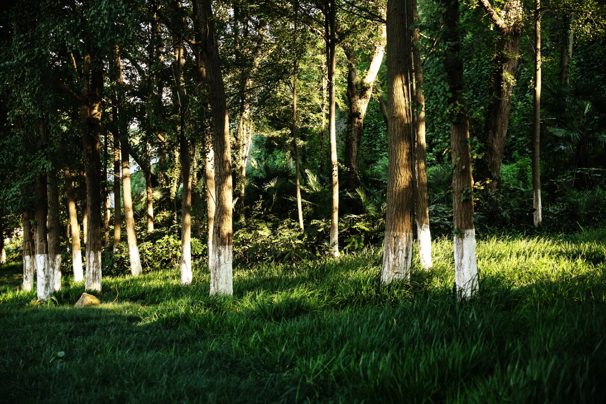 这片树林是玄武湖环境最好的路段，没有之一。