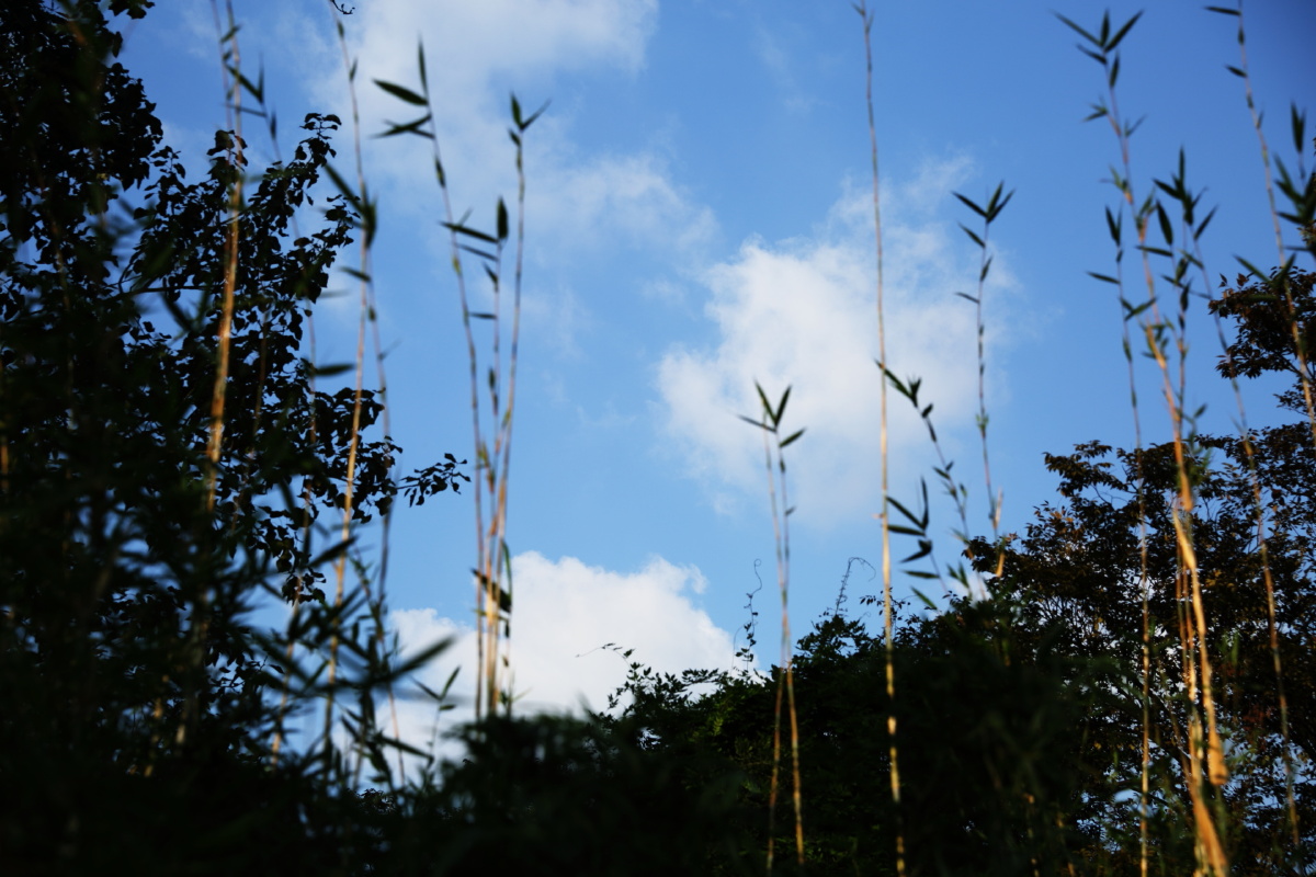 喜欢这种透明纯净的感觉。前面的植物直直的向上伸着，很舒服。构图和用光还有待改进。