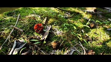 DSC02499副本.jpg