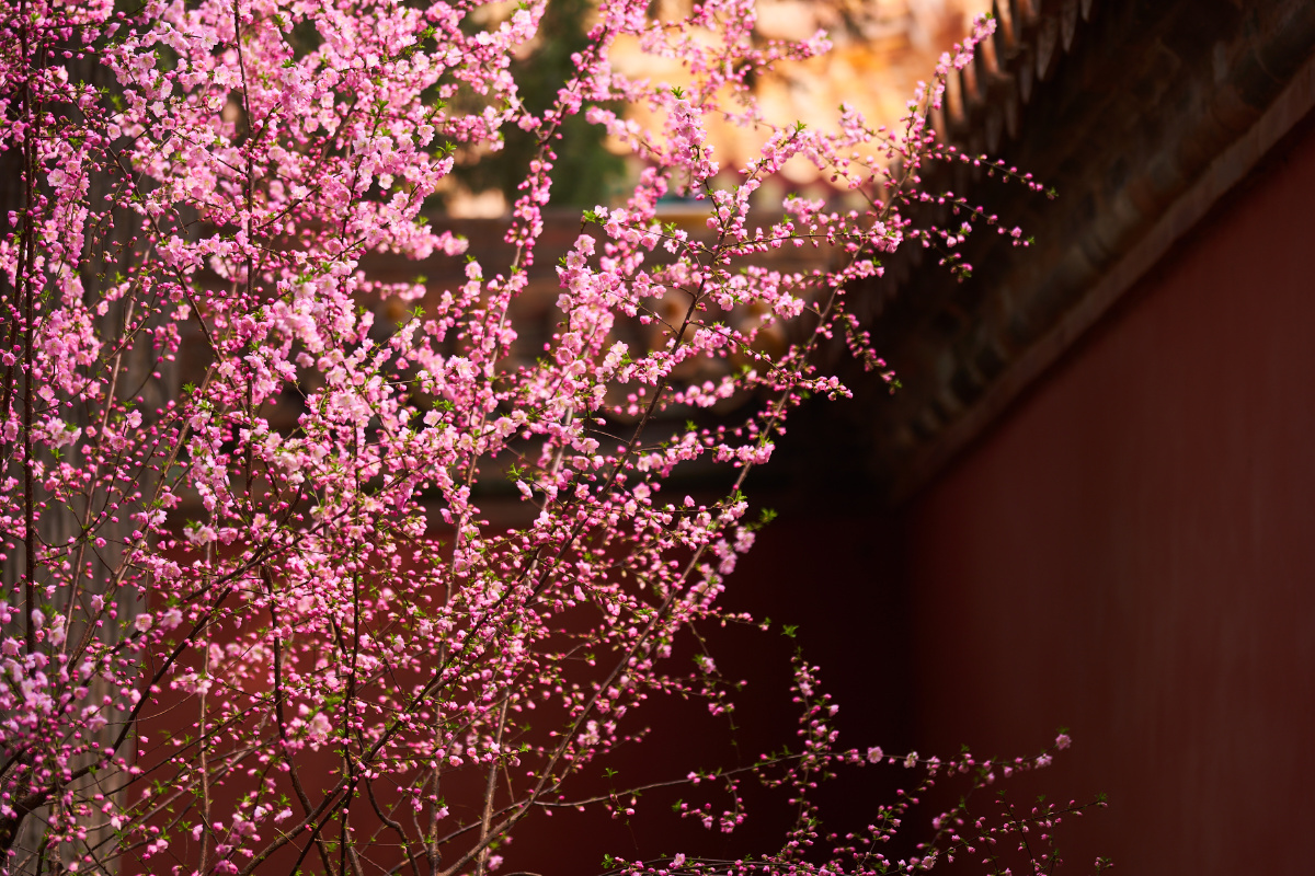 故宫春花榆叶梅