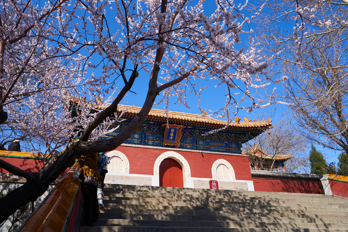 北海公园阐福寺山桃开